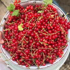 cherries in a bowl