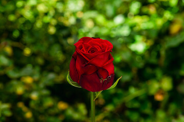 red rose on green leaf background blur