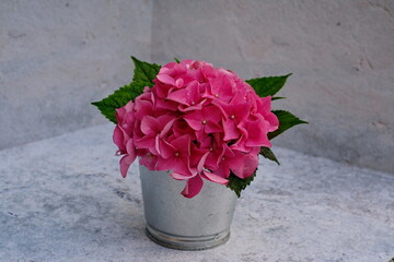 Pink Hydrangea blossom.Flowering hortensia in Little vase