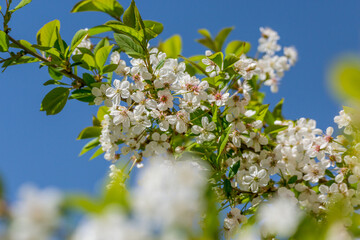 Blooming apple tree flowers macro view. Spring garden landscape,