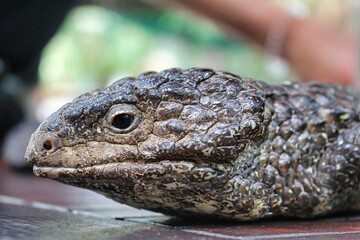 Lizard in Australia