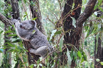 Koala in Australia