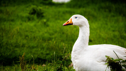Duck with Bright Blue Eyes on Grassy Meadow