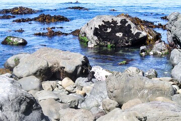 Fototapeta premium Seals on the rocks