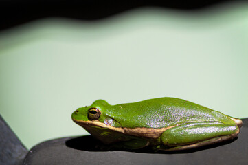 Green Frog On a Rock