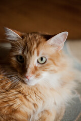 Obraz premium Orange tabby cat laying in living in the sun on a neutral carpet staring at camera close up portrait of cat