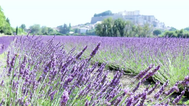 Field of the herb Lavender in the front and the castle of Grignan in the background. 