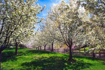Naklejka premium Grove of flowering trees in springtime