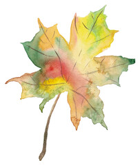 Watercolor maple leaf. Colorful handdrwn illustration isolated on white background.