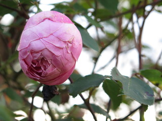 botón de rosa rosada, naturaleza pura