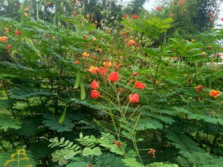 Caesalpinia pulcherrima (also called poinciana, peacock flower, red bird of paradise, Mexican bird of paradise, dwarf poinciana, pride of Barbados, flos pavonis, flamboyant-de-jardin, kembang merak).