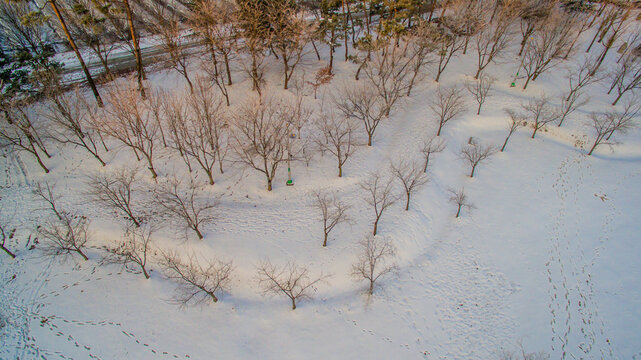 Aerial view of trees in a snow covered public park.