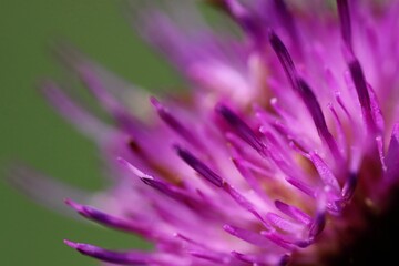 Large detail of a thistle flower. Green background. Bokeh. Macro.