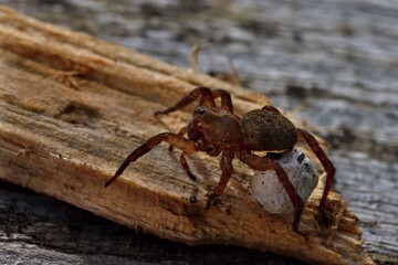 Seven-legged spider - a physically handicapped spider after losing one limb. Macro.