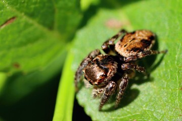 Jump spider sitting on a leaf, top view, macro.
