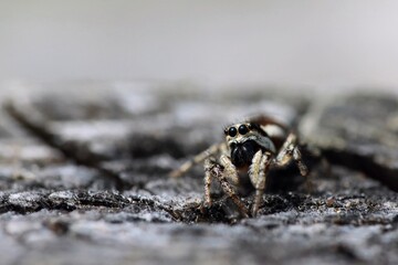 Tiny jumping spider (Evarcha arcuata), front view. Macro.