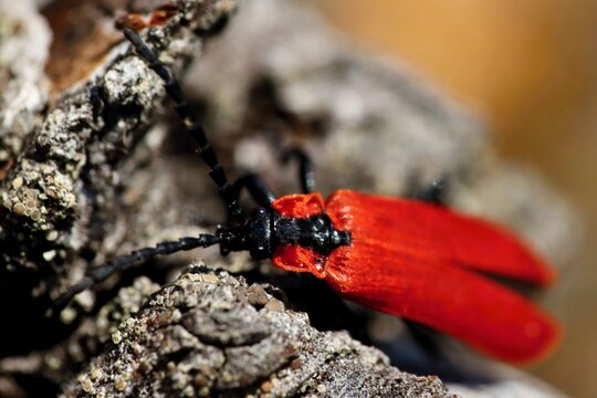Beautiful red beetle (Lygistopterus sanguineus) on an old tree stump. Macro.