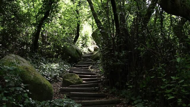 Image of wooden stairs in the park, Sintra, Portugal.