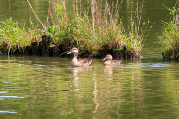 Parent and child of a spot-billed duck on a walk