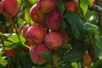 Mature red plum on the branch. Close-up