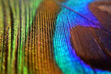 Colorful peacock feather macro closeup shot of texture