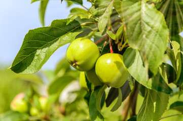 Apple tree branch with ripening green and yellow apples under bright sunlight