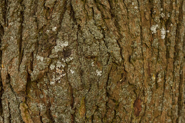 Texture of the trunk of an old and large tree. Bark texture. Close-up