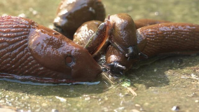 harvest Attack in Europe by overpopulation The horticultural pest  Spanish roundback slug is opening its and Moves toward hrvest overpopulation  scientific name Arion vulgaris Arion lusitanicus