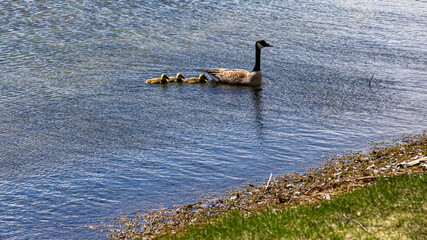 Mother Canada Goose with Goslings