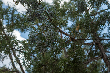 Blue Berries