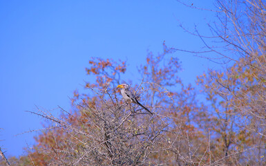 Southern yellow-billed hornbill Perched in a Tree