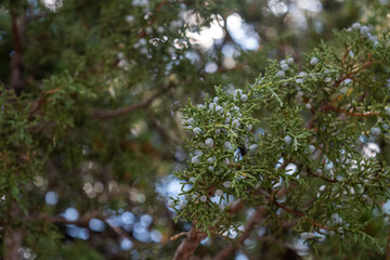 Blue Berries