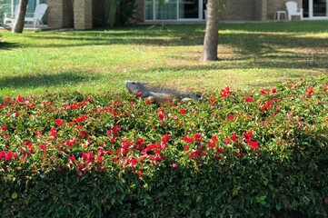 Iguana, Camuflage,...