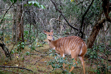 A Female Nyala Forages in Dense African Forest while Predators are Near