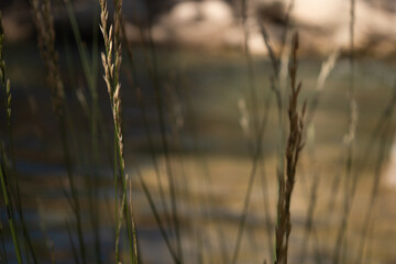 Grain in Zion