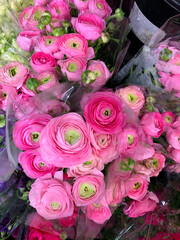 Closeup of pink Ranunculi flowers with leaves and buds