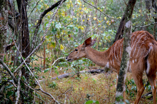 A Female Nyala Forages in Dense African Forest