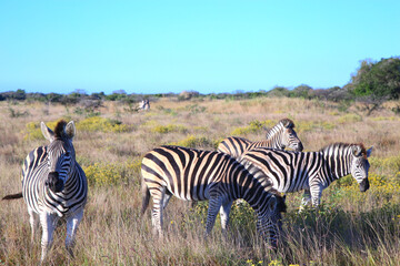 Fototapeta na wymiar A herd of Zebra feasts