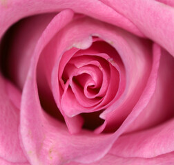 Extreme closeup of pink rose