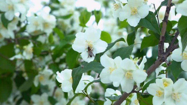 Branch of a beautiful tree bush during the flowering of jasmine. White flower with spraying. Footage shot in 4k with natural daylight
