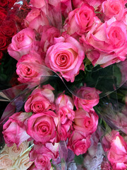 Cloesup of beautiful pink rose flower