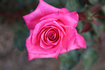 Beautiful pink roses in outdoor garden setting surrounded by green leaves and foliage
