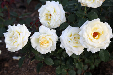 Obraz na płótnie Canvas Closeup of beautiful white rose