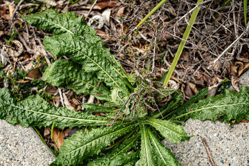 Weed