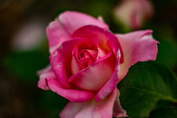 Pink flowers