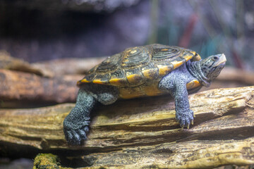 Turtle on Rock