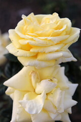 Closeup of beautiful pale pink and yellow roses 