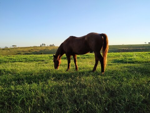 horse grazing on a farm in brazil