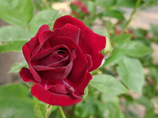 A Close up of Rose flower