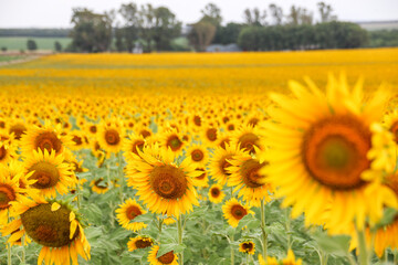 Sunflower cultivation in the Pampa